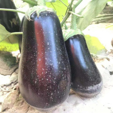 Oval, purple vegetable f1 hybrid heat tolerant  Eggplant seeds